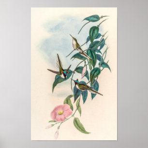 Vintage Kolibris von John Gould Poster