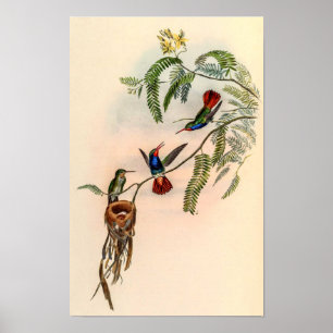 Vintage Kolibris von John Gould Poster