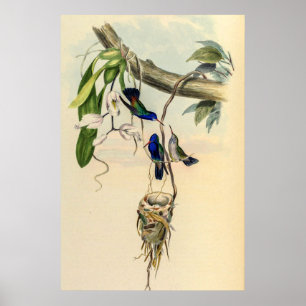 Vintage Kolibris von John Gould Poster