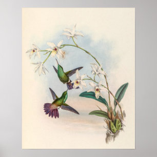 Vintage Kolibris von John Gould Poster