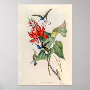 Vintage Kolibris von John Gould Poster