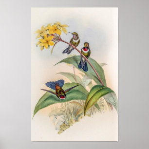 Vintage Kolibris von John Gould Poster