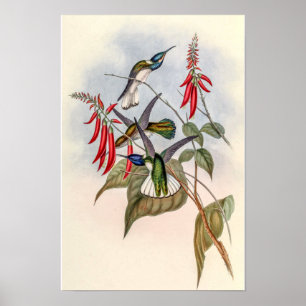 Vintage Kolibris von John Gould Poster