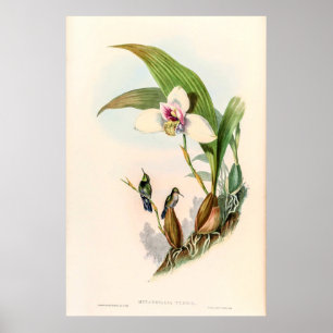 Vintage Kolibris von John Gould Poster