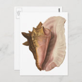 Vintage Königin Conch Seashell Muschel, Meerestier Postkarte (Vorne/Hinten)