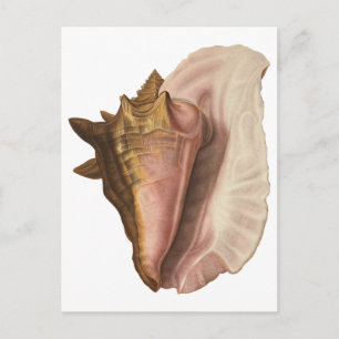 Vintage Königin Conch Seashell Muschel, Meerestier Postkarte