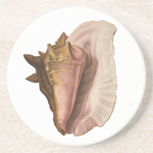 Vintage Königin Conch-Seemuschel, Meerestier Sandstein Untersetzer