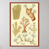 Vintage Korallentiere, Lehrbuch Biologie Poster (Vorne)