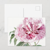 VINTAGE KÖRPER-PINK-PONIE-POSTKARTE POSTKARTE (Vorne/Hinten)