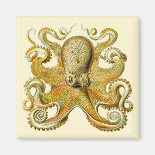 Vintage Kraken, Octopus Gamochonia, Ernst Haeckel Magnet
