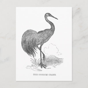 Vintage Kranich-Vogel Feder-und-Tinte-Zeichnung Postkarte