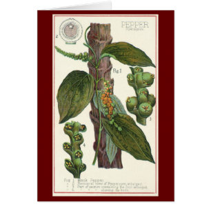 Vintage Kräuter Gewürze, Pflanze Black Pepper