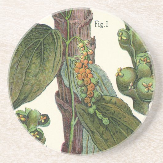 Vintage Kräuter Gewürze, Pflanze Black Pepper Getränkeuntersetzer (Vorne)