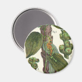 Vintage Kräuter Gewürze, Pflanze Black Pepper Magnet (Vorderseite/Rückseite)