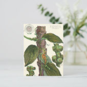 Vintage Kräuter Gewürze, Pflanze Black Pepper Postkarte (Stehend Vorderseite)