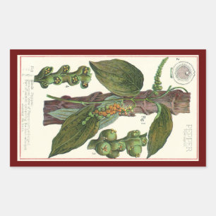 Vintage Kräuter Gewürze, Pflanze Black Pepper Rechteckiger Aufkleber