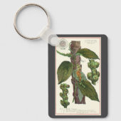 Vintage Kräuter Gewürze, Pflanze Black Pepper Schlüsselanhänger (Vorderseite)