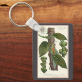 Vintage Kräuter Gewürze, Pflanze Black Pepper Schlüsselanhänger (Vorderseite)