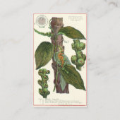 Vintage Kräuter Gewürze, Pflanze Black Pepper Visitenkarte (Rückseite)