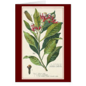 Vintage Kräuter Gewürze, Pflanze der Gewürze (Vorne)