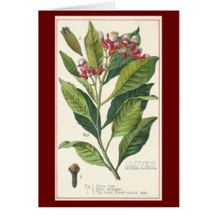 Vintage Kräuter Gewürze, Pflanze der Gewürze