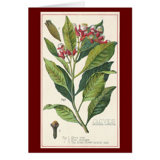 Vintage Kräuter Gewürze, Pflanze der Gewürze (Vorne)