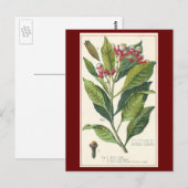 Vintage Kräuter Gewürze, Pflanze der Gewürze Postkarte (Vorne/Hinten)