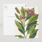Vintage Kräuter Gewürze, Pflanze der Gewürze Postkarte (Vorne/Hinten)