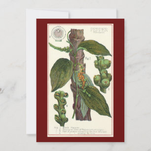 Vintage-Kräuter und -Gewürze für Lebensmittel, sch