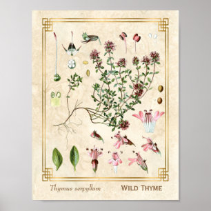 Vintage-Kräuterillustrationen Wild Thymian Botanik Poster