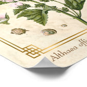 Vintage Kräuterkunde Pflanze Marshmallow Poster (Ecke)