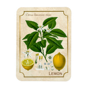 Vintage-Kräuterpflanze-Zitronenfrucht-Botanische K Magnet
