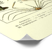 Vintage Krebse von Adolphe Millot Poster (Ecke)