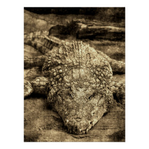 Vintage Krokodil Poster