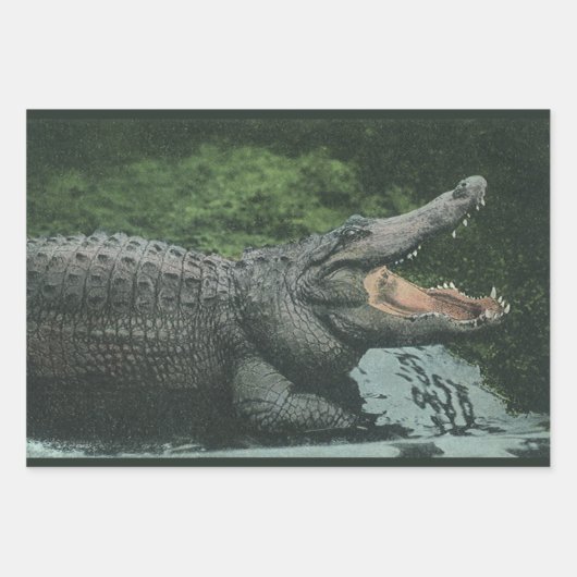 Vintage Krokodile Reptilien, Meerestierleben Geschenkpapier Set (Vorderseite 2)