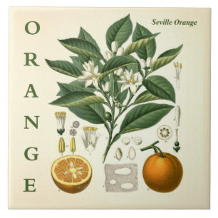 Vintage-Küchenkunst: Orangen-Zitrusbaum-Blüten Fliese