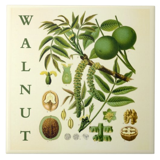 Vintage-Küchenkunst: Walnussbaumblätter Fliese (Vorderseite)