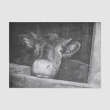 Vintage Kuh aus schwarzem und weißem Land