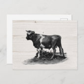 Vintage Kuhllustration Postkarte (Vorne/Hinten)