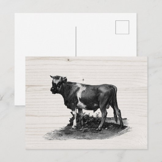 Vintage Kuhllustration Postkarte (Vorne/Hinten)