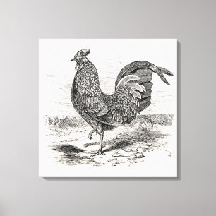 Vintage Kulm Fowl Hahn Huhn - Hühner Henne Leinwanddruck