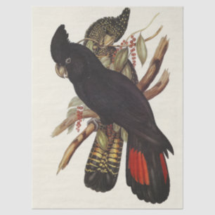 Vintage-Kunst des Rotschwanz-Raben kakadus von Joh Seidenpapier