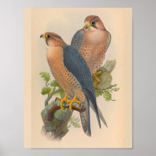 Vintage Kunst - Falcon Bird Poster (Vorne)