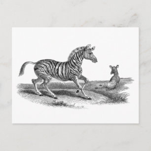 Vintage-Kunst-Postkarte Zebra und Fohlen Tier Postkarte