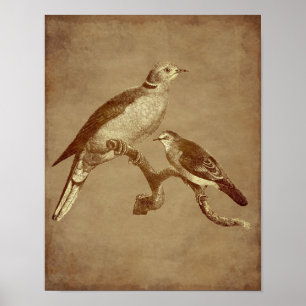 Vintage-Kunst-Tauben-Vogel-Alter-Look-Tier-Kunst Poster