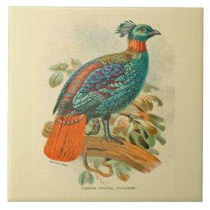 Vintage-Kunst Vögel Farbige Fasanen-Illustration Fliese