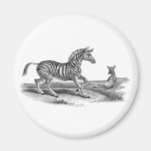 Vintage-Kunst-Zebramutter und Fohlen-Wildtiermagne Magnet