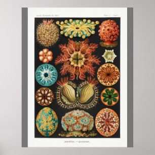Vintage Kunstdrucke (Ascidiae) Schönes Meeresleben Poster