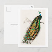 Vintage Kunstmalerei Peacock Postkarte (Vorne/Hinten)