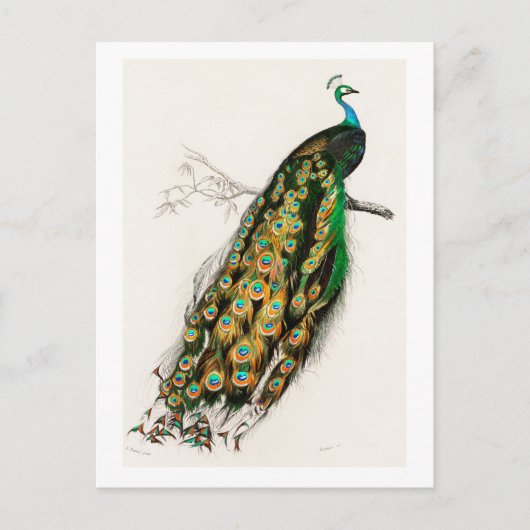 Vintage Kunstmalerei Peacock Postkarte (Vorderseite)